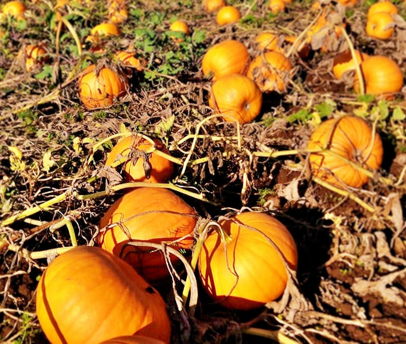 Montana Jack Pumpkin - Heirloom Seeds | Early Ripening, Round Orange Variety