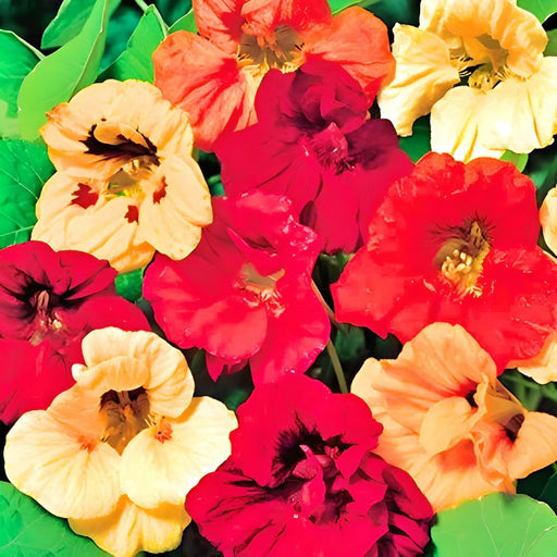 Jewel Mix Nasturtium Heirloom Herb Seeds - Bright Edible Blooms, Non GMO