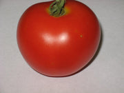 Sasha's Altai Tomato