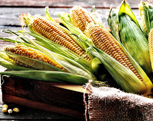 Super Sweet Corn - Open Pollinated Yellow Sweet Corn Seeds | Premium Quality