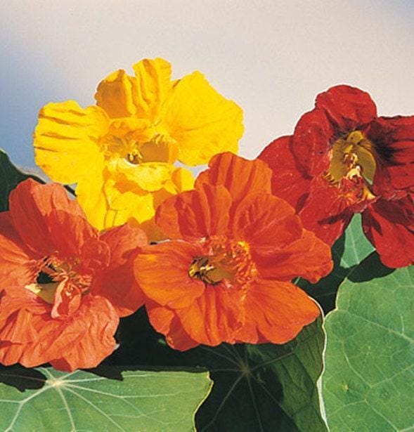 Jewel Mix Nasturtium Heirloom Herb Seeds - Bright Edible Blooms, Non GMO