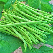 Tenderette Bush Bean – Heirloom Vegetable Seeds | Heat Tolerant, USA Grown