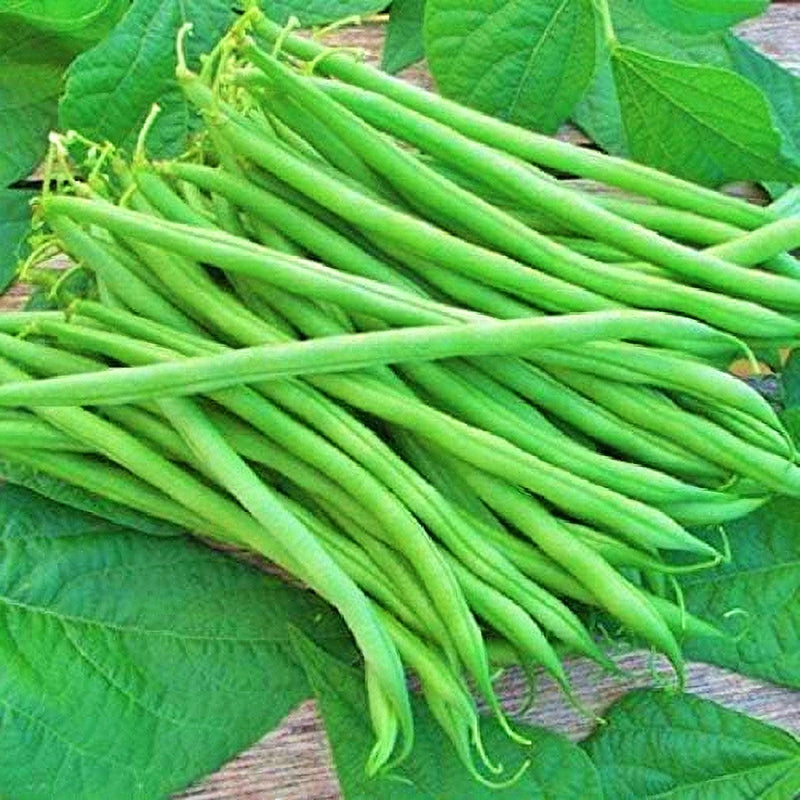 Tenderette Bush Bean – Heirloom Vegetable Seeds | Heat Tolerant, USA Grown