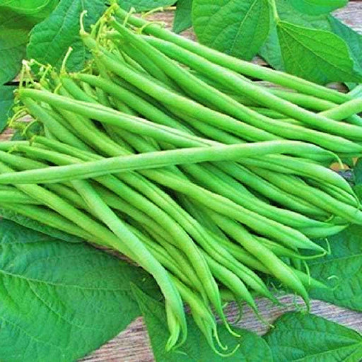 Tenderette Bush Bean – Heirloom Vegetable Seeds | Heat Tolerant, USA Grown