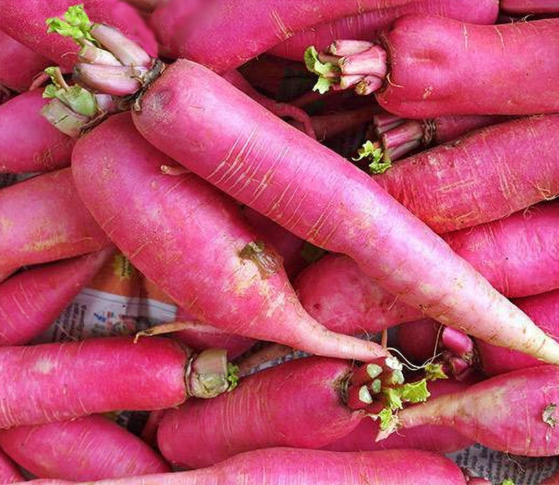 Long Scarlet Radish - Heirloom Cincinnati Market Seeds | Crisp Tender Roots