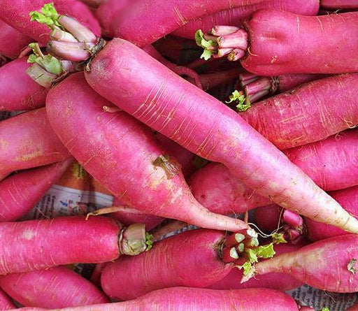Long Scarlet Radish - Heirloom Cincinnati Market Seeds | Crisp Tender Roots