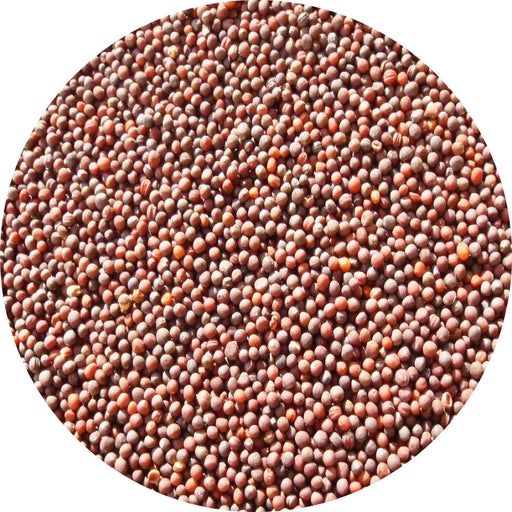 Sugukina Turnip Seeds - Heirloom Pickling Turnip Variety for Cool Season Gardens