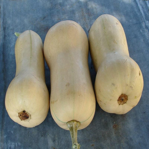 Waltham Butternut Squash Heirloom Winter Seeds – Sweet, Nutty Flavor, 90 Days