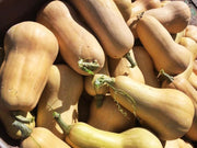 Waltham Butternut Squash Heirloom Winter Seeds – Sweet, Nutty Flavor, 90 Days