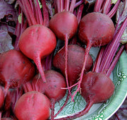 Bull Blood Beets - Heirloom Sweet Dark Red Beet Seeds | Open Pollinated, Non GMO