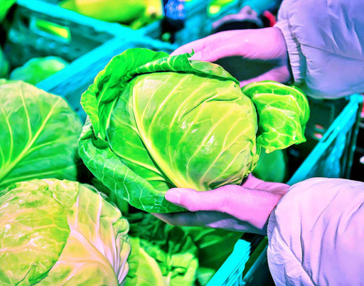 Glory of Enkhuizen Cabbage – Heirloom Vegetable Seeds | Dark Green, Disease Resistant