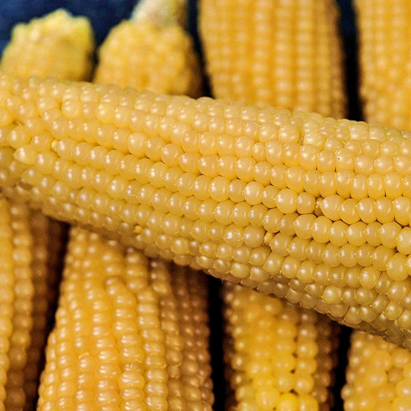 Tom Thumb Popcorn Seeds – Heirloom, Compact Plants for Short Season Gardens