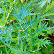 Mizuna Mustard Greens