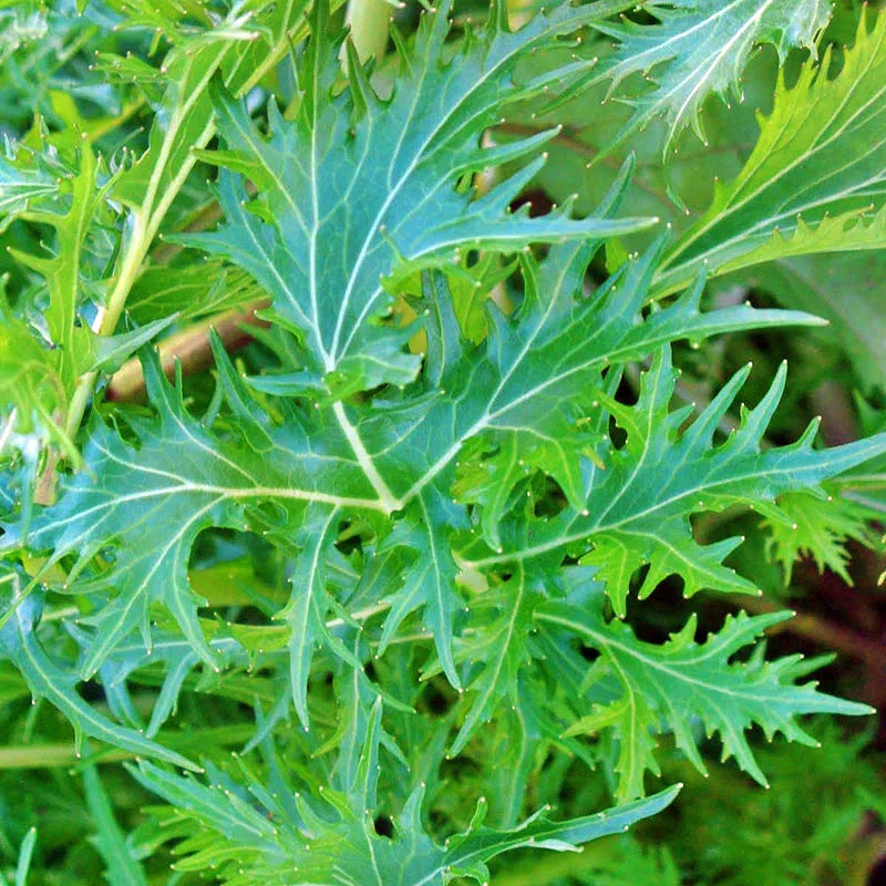 Mizuna Mustard Greens