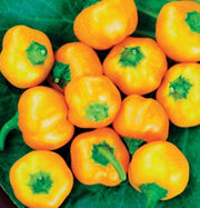 Yellow Mini Bell Pepper - Sweet Heirloom Capsicum Annuum Variety for Raised Beds