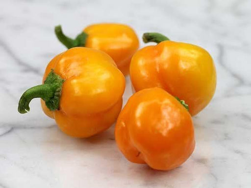 Yellow Mini Bell Pepper - Sweet Heirloom Capsicum Annuum Variety for Raised Beds