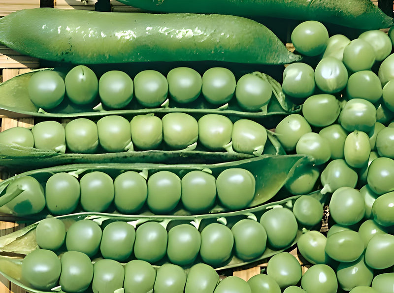 Heirloom Pea Seeds – Lincoln Homesteader | High Yield, Easy Shelling Peas