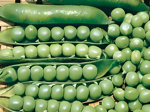Heirloom Pea Seeds – Lincoln Homesteader | High Yield, Easy Shelling Peas