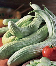 Armenian Yard Long Cucumber - Heirloom Vegetable Seeds | Rare Ribbed Variety