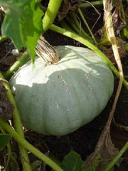 Sweet Meat Squash Seeds – Heirloom Winter Squash with Deep Orange Flesh