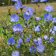 a field of blue flowers with green stems, creating a vibrant and colorful scene.