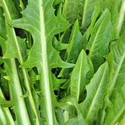 Italian Dandelion, Leaf Chicory