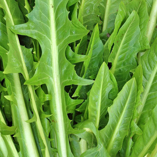 Italian Dandelion, Leaf Chicory
