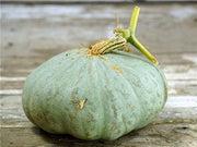 Sweet Meat Squash Seeds – Heirloom Winter Squash with Deep Orange Flesh