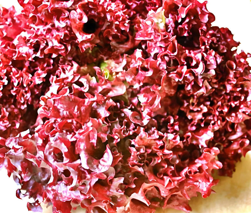 Lolita Leaf Lettuce - Heirloom Burgundy Frilled Leaf Seeds | USA Grown