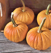 Baby Bear Pumpkin - Miniature Orange Pumpkin Seeds | Heirloom Non GMO Variety