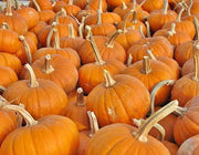 Baby Bear Pumpkin - Miniature Orange Pumpkin Seeds | Heirloom Non GMO Variety