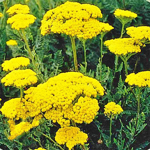 Golden Yarrow Seeds - Heirloom Medicinal Herb Perennial Flower Seeds | Achillea Millefolium
