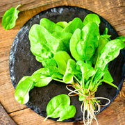 French Viroflay Spinach – Heirloom Seeds for Fast Growing Garden Greens