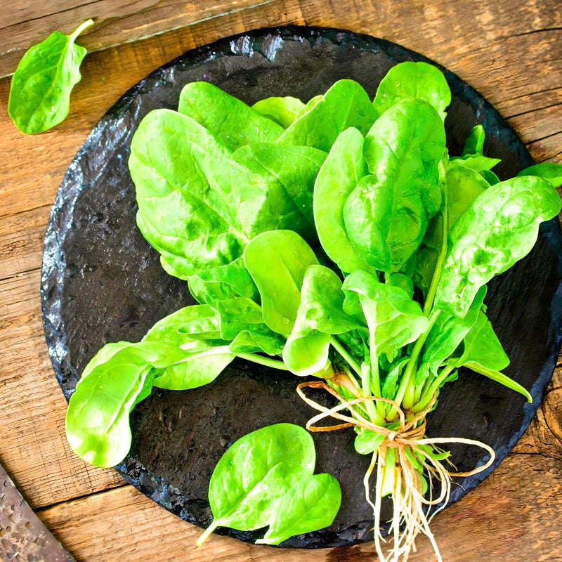 French Viroflay Spinach – Heirloom Seeds for Fast Growing Garden Greens