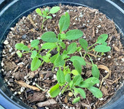 Broadleaf Garden Sage - Heirloom Culinary Herb Seeds | Non GMO, Perennial