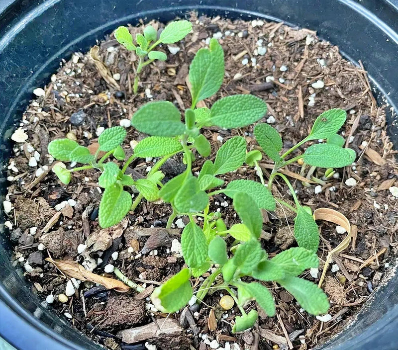 Broadleaf Garden Sage - Heirloom Culinary Herb Seeds | Non GMO, Perennial