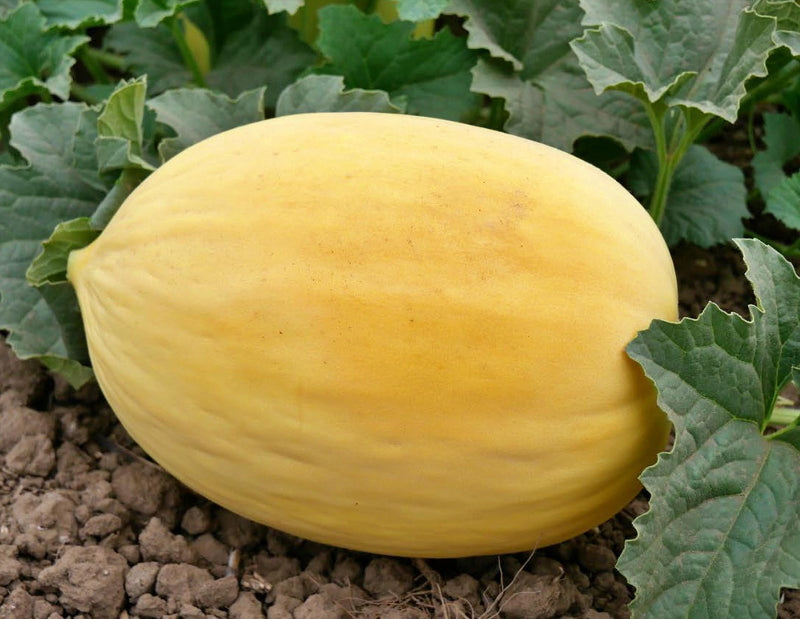 Crenshaw Melon Seeds - Heirloom, Non GMO, Open Pollinated Premium Garden Seeds