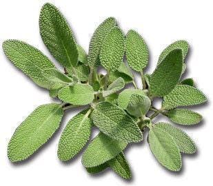 Broadleaf Garden Sage - Heirloom Culinary Herb Seeds | Non GMO, Perennial