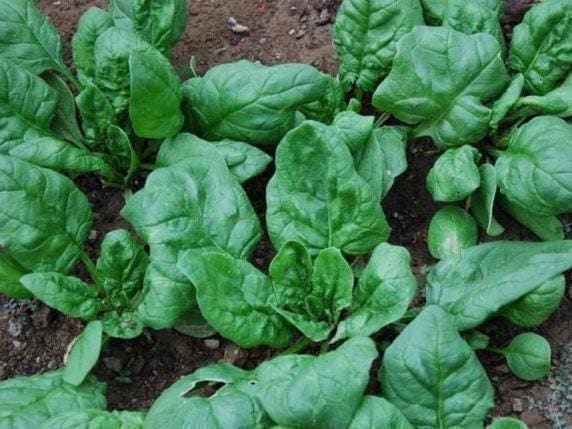 Fall Vegetable Garden Seed Collection