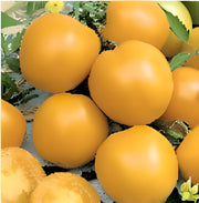 Yellow Perfection Tomato