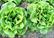 Winter Density Lettuce