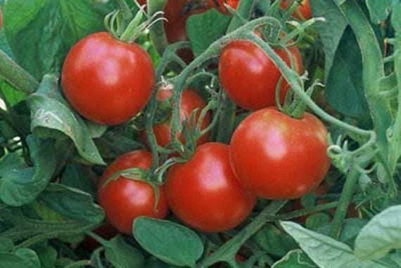 Glacier Tomato