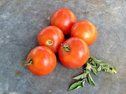 Glacier Tomato