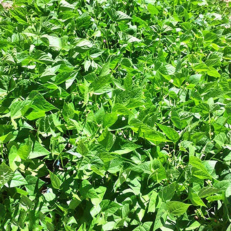 Garden Bean Soup Mix