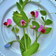 Dwarf Grey Sugar Snow Pea Seeds – Heirloom, Tender Edible Pods, Compact Variety