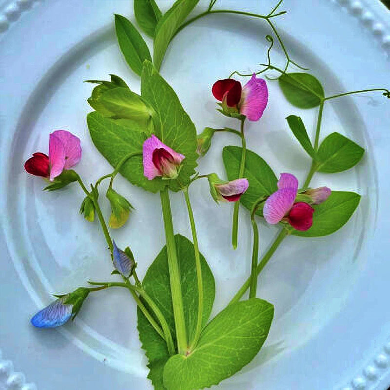 Dwarf Grey Sugar Snow Pea Seeds – Heirloom, Tender Edible Pods, Compact Variety