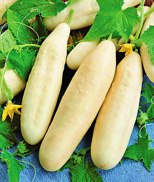 White Wonder Cucumber Heirloom Seeds – Premium Open Pollinated Variety for Slicing & Pickling