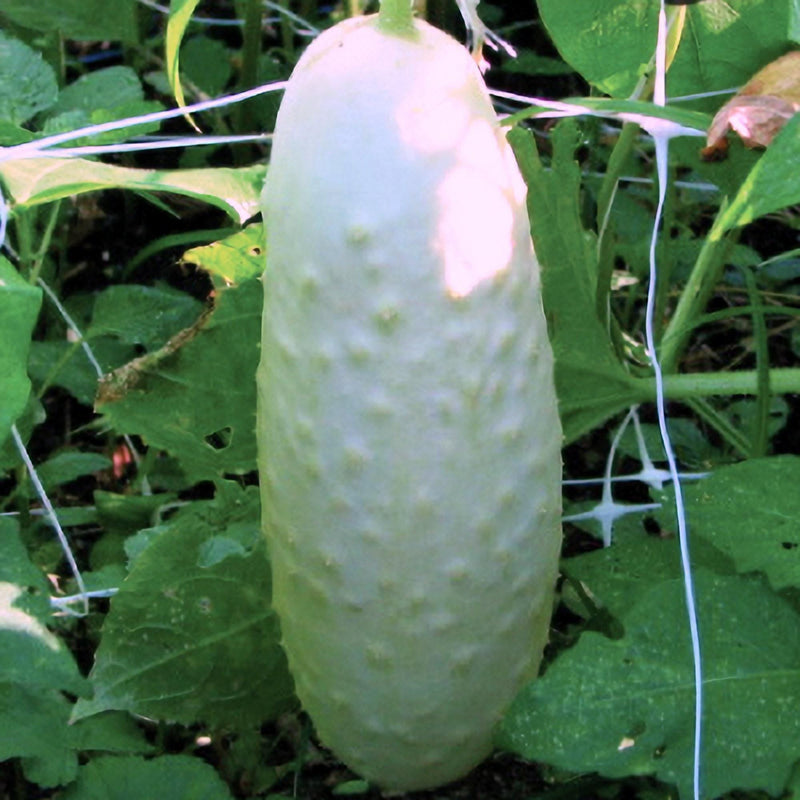 White Wonder Cucumber Heirloom Seeds – Premium Open Pollinated Variety for Slicing & Pickling