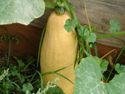 Jumbo Pink Banana Squash – Heirloom Winter Squash Seeds for Pies & Storage