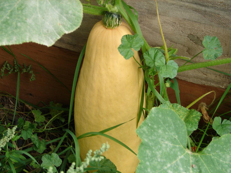 Jumbo Pink Banana Squash – Heirloom Winter Squash Seeds for Pies & Storage